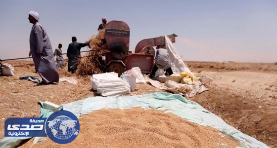 مصر تأمر بغربلة شحنة القمح الفرنسي المحتجزة