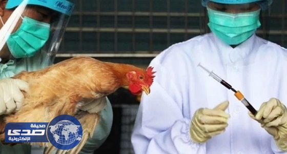 الصين تشهد ظهور سلالة جديدة من إنفلونزا الطيور
