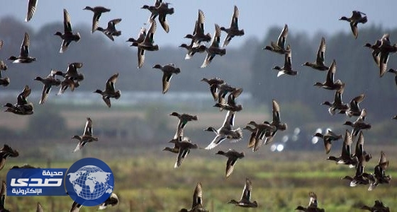 &#8221; حماية البيئة &#8221; تمنع اصطياد الطيور المهاجرة