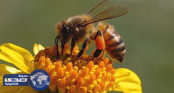 البيئة تحظر استيراد النحل الحي من لوكسمبورج