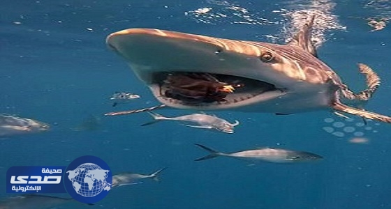 بالفيديو.. غواص يسبح وسط أسماك القرش