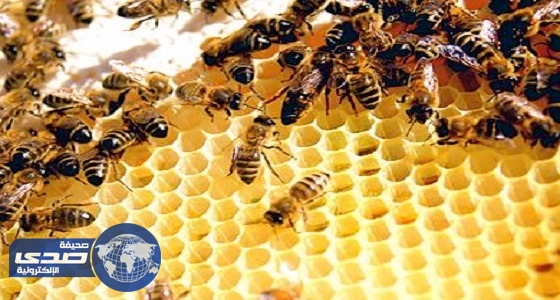 آثار لمبيدات سامّة في 75 % من النحل المصنوع في أرجاء العالم