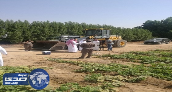 بالصور.. ضبط مزرعتين مخالفتين للاشتراطات الصحية في مكة