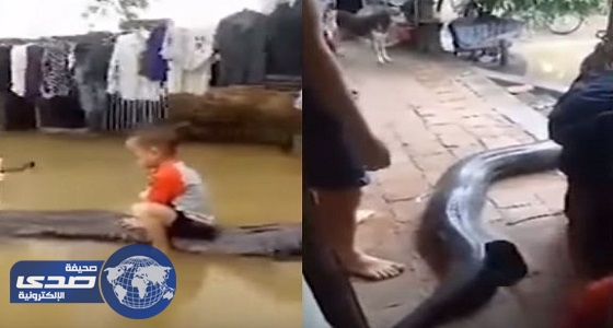 بالفيديو.. طفل يمتطي ثعبان ضخم كالحصان
