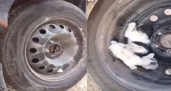 بالفيديو..شاب يعثر على &#8221; قطط &#8221; خلف إطار سيارته