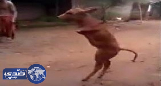 بالفيديو.. بقرة تسير على قدمين مثل البشر