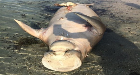 تعرف على اسم الحيوان البحري النافق على كورنيش ينبع