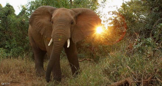 ترامب يعلق قرارا مهما من أجل الفيلة