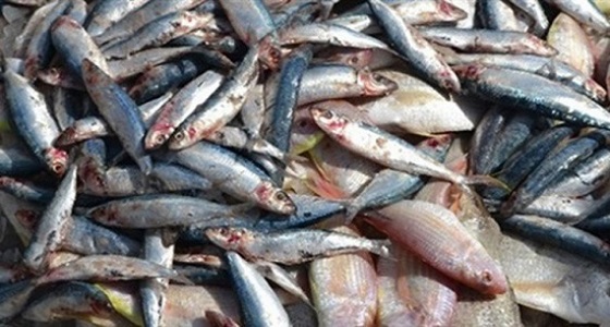 قبل توزيعها.. ضبط 349 كيلو من الأسماك الفاسدة في نجران