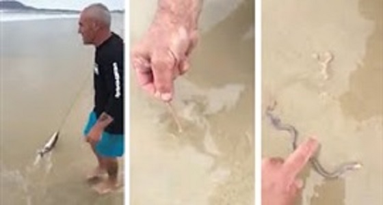 فيديو صادم لصياد يسحب ديدان ضخمة من الرمال