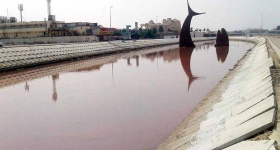 إصابة بحيرة ” سمكة جدة ” بنسبة من الطحالب السامة