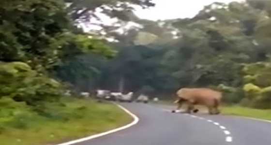 بالفيديو.. فيل يدهس حارس أمن حتى الموت
