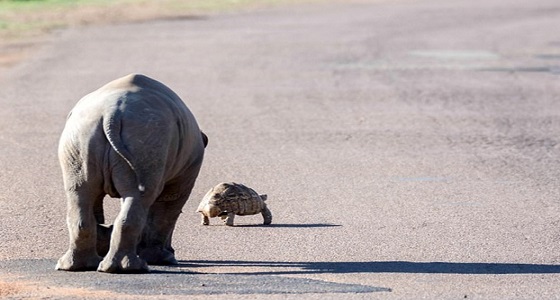 بالصور.. وحيد القرن يطارد سلحفاه لعدم تفاعلها معه