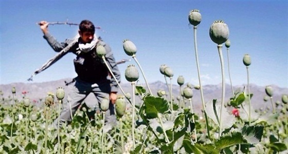 توقعات بزيادة نشاط الجماعات الإرهابية بعد طفرة إنتاج الأفيون في أفغانستان