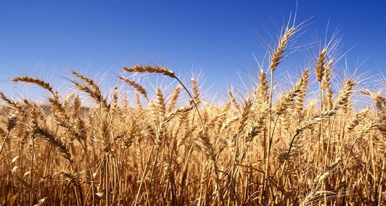 &#8221; البيئة &#8221; تعيد زراعة القمح.. وهذه الأسعار المتوقعة