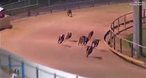 بالفيديو.. كلب يخسر في سباق قبل لحظات من نهايته بسبب بطة