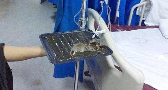 صحة جازان تعلق على واقعة اصطياد فئران في مستشفى الملك فهد