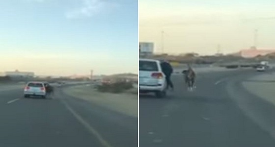 فيديو| مواطنان يستعرضان على الطريق العام بحصان ومركبة.. والمرور تستدعيهما