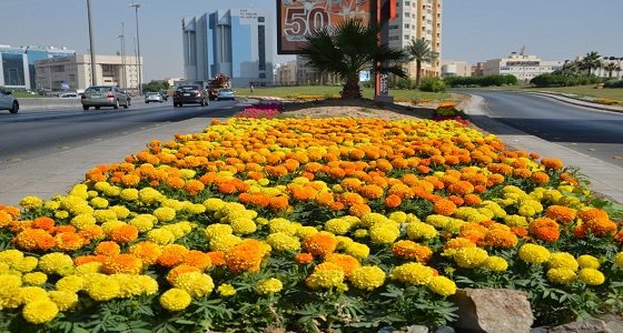 بالصور.. أكثر من 5 ملايين زهرة تُزين الرياض لهذا السبب