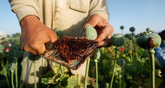 الجيش الأمريكي يشن ضربات عسكرية على منشأت زراعة الأفيون بأفغانستان