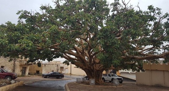 بالصور.. شجرة &#8221; الجدة &#8221; ذات الـ 600 عام تستخدم كعلاج