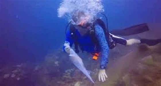 بالفيديو.. معركة شرسة بين غواص وقرش على سمكة