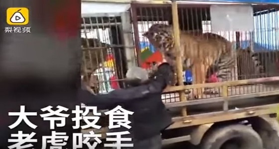 بالفيديو.. نمر يفترس يد رجل مسن حاول إطعامه