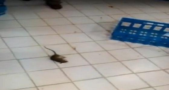 بالفيديو.. فأر ميت في أحد محال الدواجن.. ورد فعل صادم للعمال