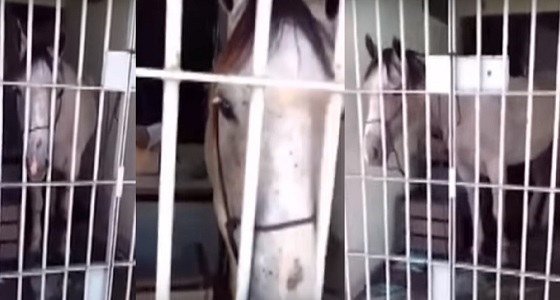 بالفيديو.. السجن لحصان &#8221; بتهمة &#8221; رفس سيارة