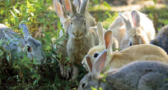 بولندا تتخذ الأرانب نموذجاً لحث المواطنين على الانجاب