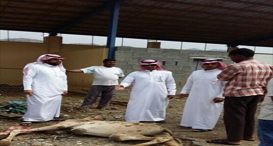 بلدية بحر أبو سكينة تضبط حظيرة بها حاشي مريض مذبوح