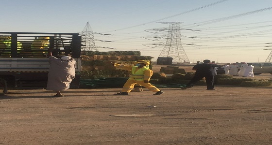 بالصور.. احتجاز 17 سيارة مخالفة لبيع الأعلاف شرق الرياض