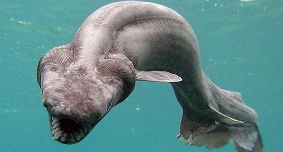علماء يعثرون على مخلوق غريب في إحدى المحيطات طوله متر ونصف