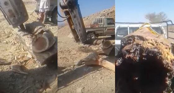 بالفيديو.. وافدين يقطعون أشجار معمرة متجاوزين الأنظمة