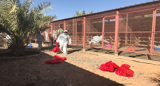 بالصور.. &#8221; البيئة &#8221; : 4 إصابات جديدة لإنفلونزا الطيور في الرياض