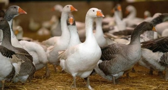 ظهور سلالة شديدة العدوى من إنفلونزا الطيور بهولندا