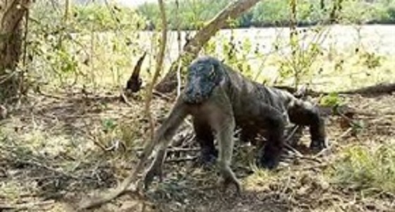 فيديو مروع لتنين كومودو يلتهم قرد دفعة واحدة