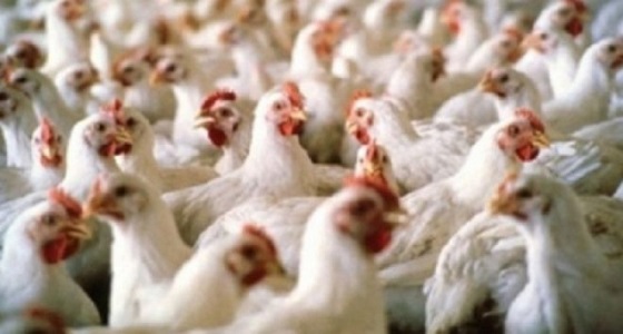” البيئة ” ترفع الحظر عن استيراد منتجات الطيور من 4 دول