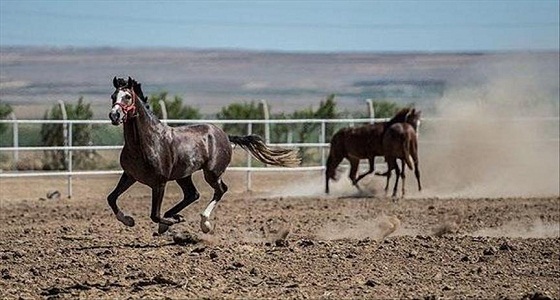 حظر استيراد الخيول من تركيا بسبب ” الرغام “