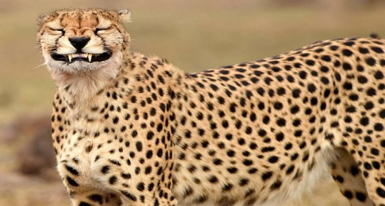 في لقطة نادرة.. صورة لفهد إفريقي مبتسمًا