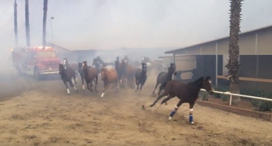فيديو مروع لمئات الخيول تهرب من النيران