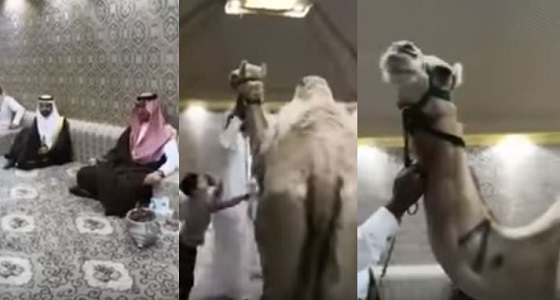 بالفيديو.. مواطن يعطي ناقة هدية للأمير سعود الفيصل