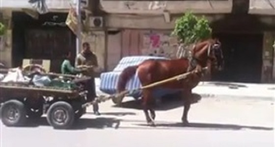 بالفيديو.. حصان يرقص على أنغام اغنية شعبية