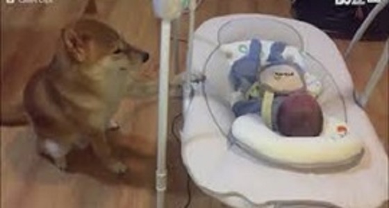 فيديو مؤثر لكلب يعتني بطفل رضيع
