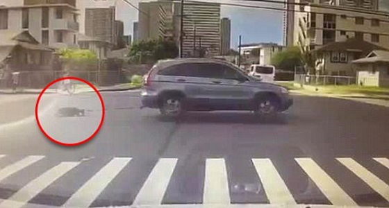 بالفيديو.. سيدة تجر كلبها خلف سيارتها تثير غضب المتابعين