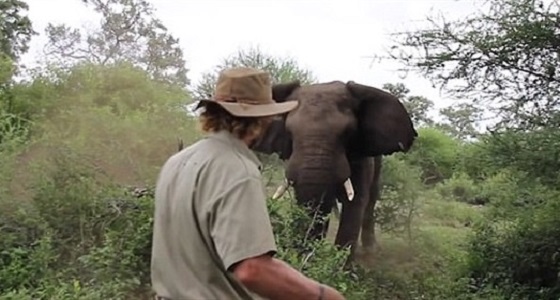 فيديو صادم لرجل يقف أمام فيل غاضب بشجاعة