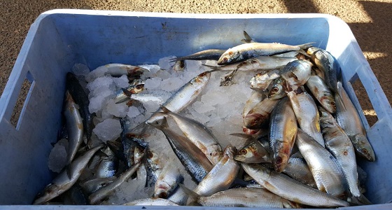 بالصور.. مصادرة 200 كيلو أسماك بـ ” طبرجل ” في الجوف