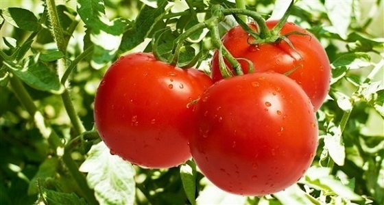 الطماطم تقي من سرطان الثدي
