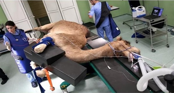 بالفيديو والصور.. إجراء أول جراحة في مستشفى خاص بالإبل في دبي