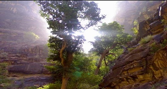 بالصور.. جمال الطبيعة في وادي الأشجار المعلقة بجازان